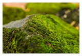 IMG_5951web