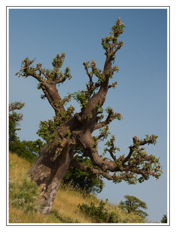 Niassam_8428web.jpg