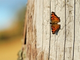 Faune